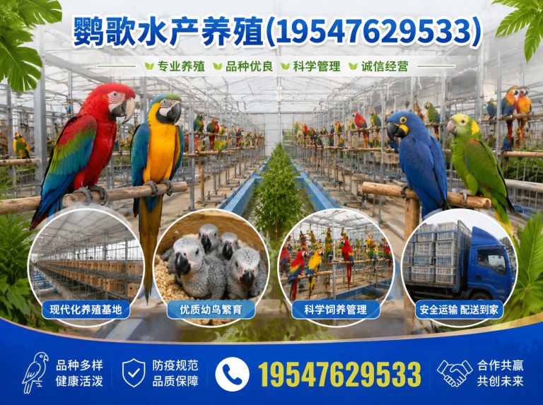 成华区西南鹦鹉品牌展示图