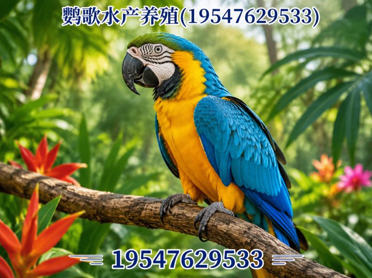 成华区非洲灰鹦鹉展示图