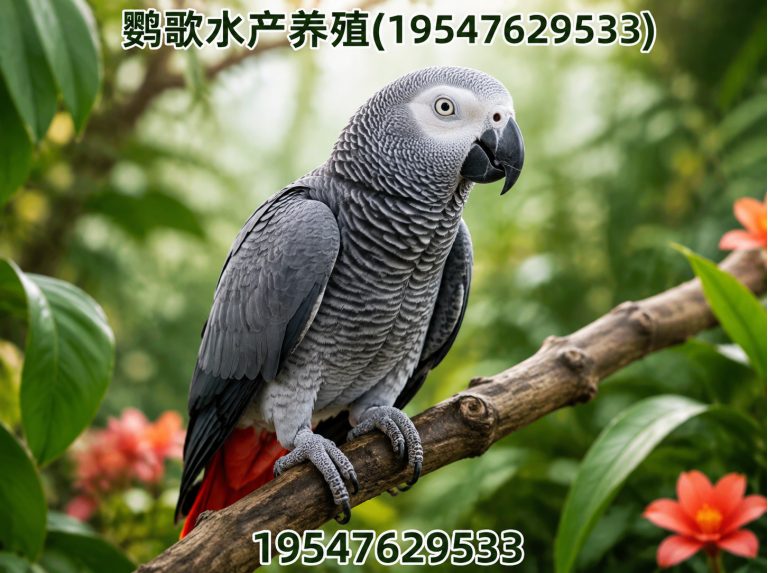 成华区鹦鹉养殖公司展示图